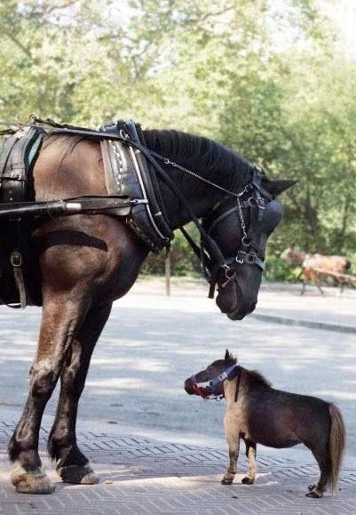 pidi  a    obr.jpg