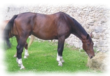 konik   hnedy.jpg
